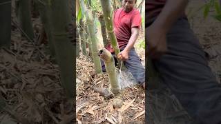 Amazing Bamboo Cutting with Wire and Making a Glass!