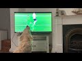 Opera dog singing nessun dorma  footballs coming home