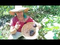 vamos colher berinjela e adubar com adubo NPK deixando a terra bem mais forte e produtivo