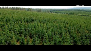 Egger Forestry