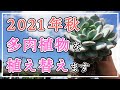 【多肉植物】楽しい植え替えの季節！多肉とのスキンシップ！