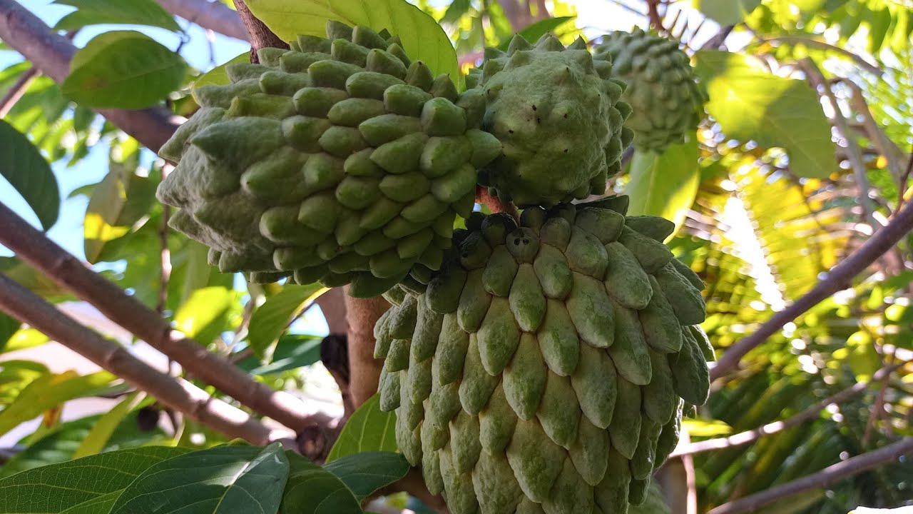 MUDAS de ATEMOIA atraves de galhos