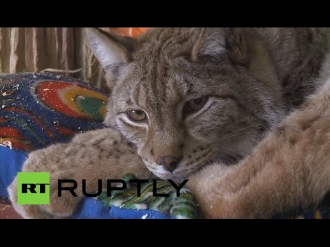 В зоопарке Санкт-Петербурга подружились кошка и рысь