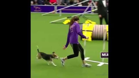 Distracted beagle Mia wins everybody