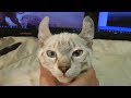 Lynx Hybrid - Exotic Cute Highlander Kittens HD VIDEO の動画、YouTube動画。