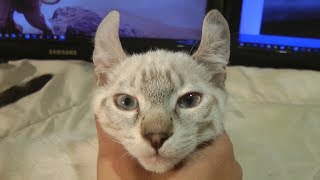 Lynx Hybrid - Exotic Cute Highlander Kittens HD VIDEO by lynxhybrid 2,162 views 6 years ago 11 minutes, 26 seconds