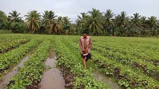How to Fertilize Sweet Potatoes Using NPK Fertilizer on the Second Plot