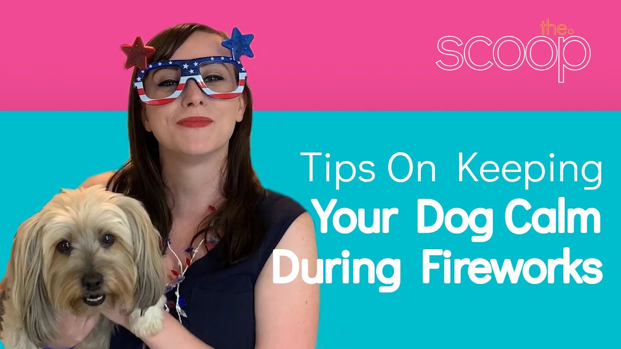 Tips On Keeping Your Dog Calm During Fireworks The Scoop YouTube Tips On Keeping Your Dog Calm During Fireworks The Scoop YouTube