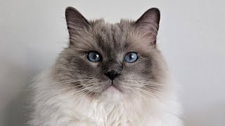 Yoshi's Meows of the Week ep. 89