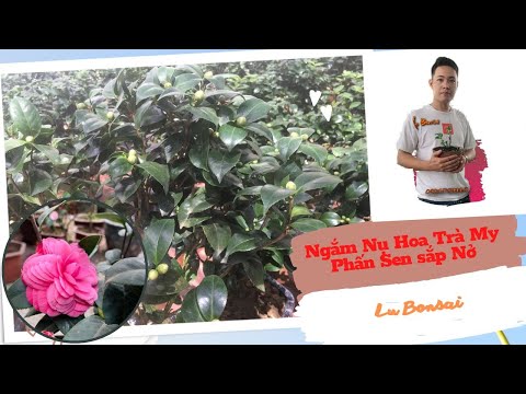 Video Ngắm Nụ Hoa Trà My Phấn Sen sắp Nở-Lu Bonsai 0901789915 - youtube