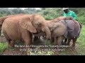 The Rescue of Orwa | Sheldrick Trust