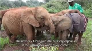 The Rescue of Orwa | Sheldrick Trust