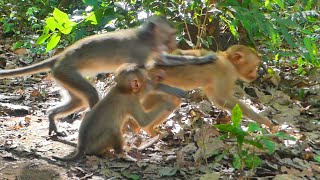 Monkey Dawn & Joyce did not allow Sina coming to eat fruit with them