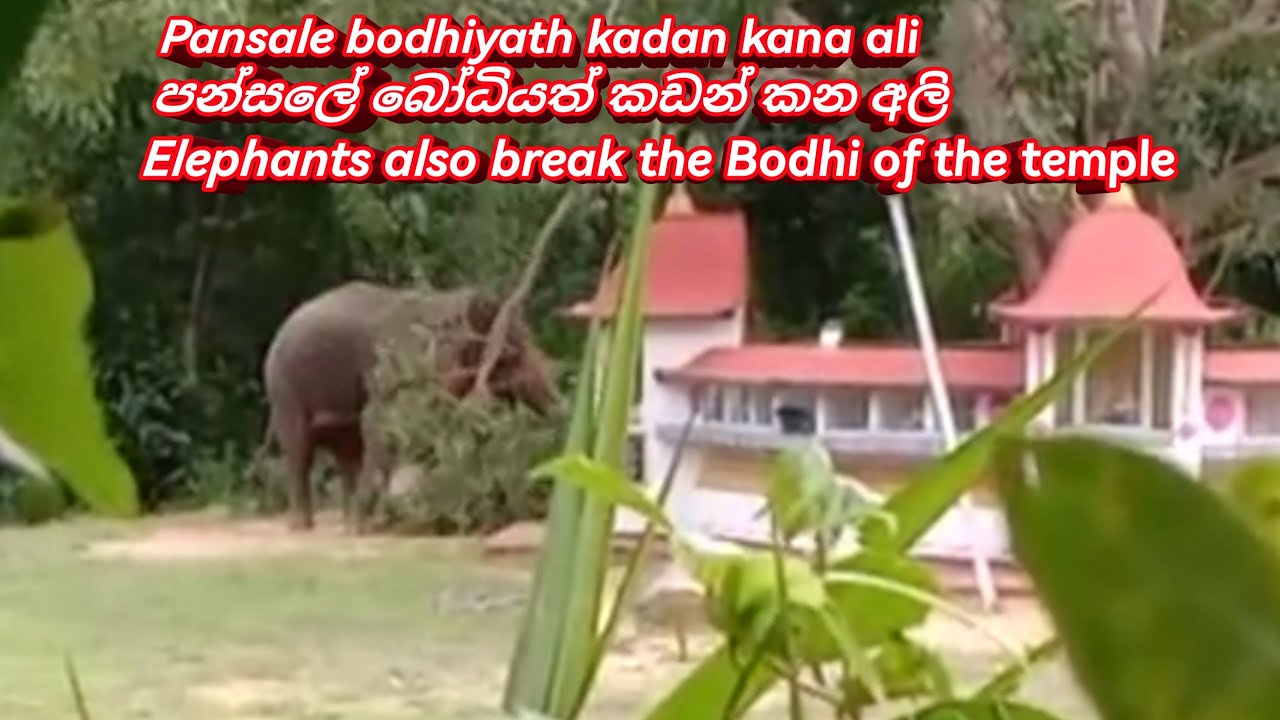 Pansale bodhiyath kadan kanna deela api balan hitiya - YouTube