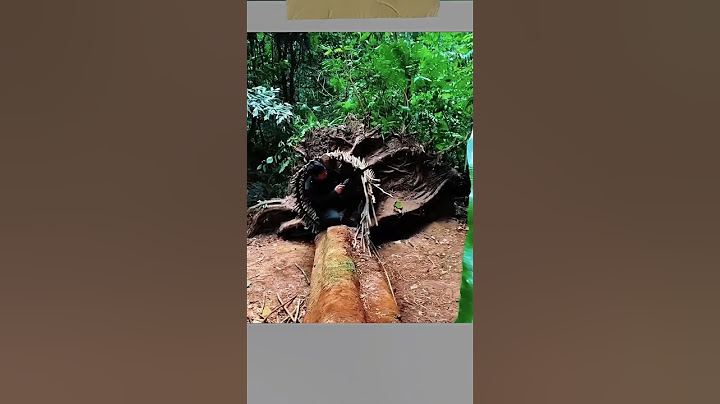 SURVIVAL|Build a Home to Survive in the Forest from Fallen Tree Trunks #survival #camping #adventure