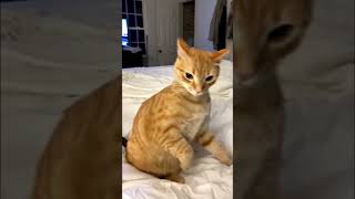 Put This Cat in Jail Wealth