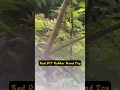 RedDIT's New CNC Remote Rubber Band Effect Showcase