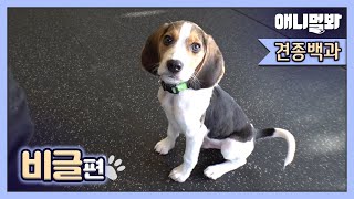 Beagles Are Not The Devil Dog