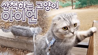 아이언과 산책 다녀왔습니다ㅋㅋㅋㅋㅋ근데?!?!?!?!?! (산책 좋아하는 고양이)