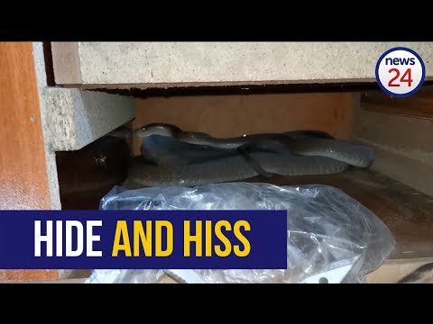 WATCH: Sssssssurprise! Snake catcher finds not 1, but 2 black mambas in bedroom closet