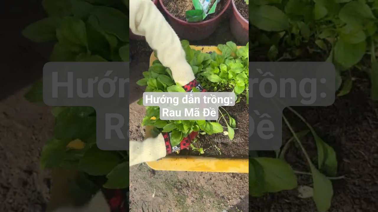 Hướng dẫn trồng: Rau Mã Đề giàu dinh dưỡng - Rạng Đông Seeds #hatgiongrangdong #rangdongseeds
