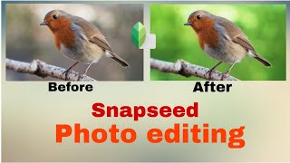 photo editing bird photo in snapseed screenshot 2