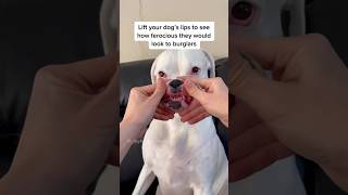 Lift your dogs lips to see how ferocious they look  #funnydogs #cutedogs #dogskit