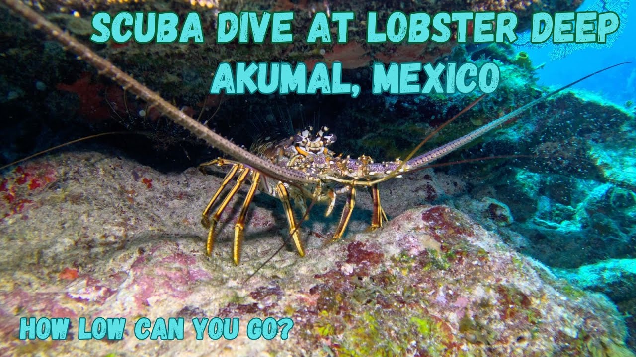 SCUBA Dive at Lobster Deep, Akumal, Mexico