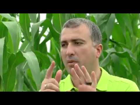 აზიური ფაროსანა სიმინდის ყანებში ინაცვლებს