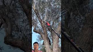 A handheld chainsaw with a long handle is very effective for trimming trees at high altitudes.#short
