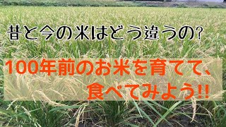 【今昔お米の違い】１００年前のお米を食べよう！！