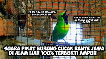 🔴SUARA PIKAT BURUNG CUCAK RANTE JAWA DI ALAM LIAR 100% TERBUKTI AMPUH