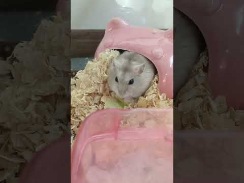 レタスで水分補給🍾💦 #イエロージャンガリアンハムスター #ハムスター #ななchannel #hamster
