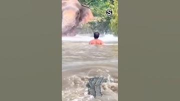 usilnya orang india mengganggu gajah mandi tidak tahu dibelakang ada buaya #shorts