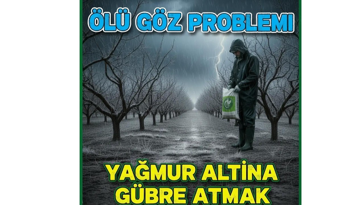 ölü göz sorunu ve çözüm önerileri,yağmur altına atılan gübreleme sorunu.