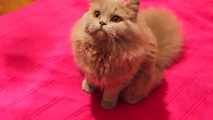 Video 1349071: british longhair lilac, british longhair girl, color british, cattery