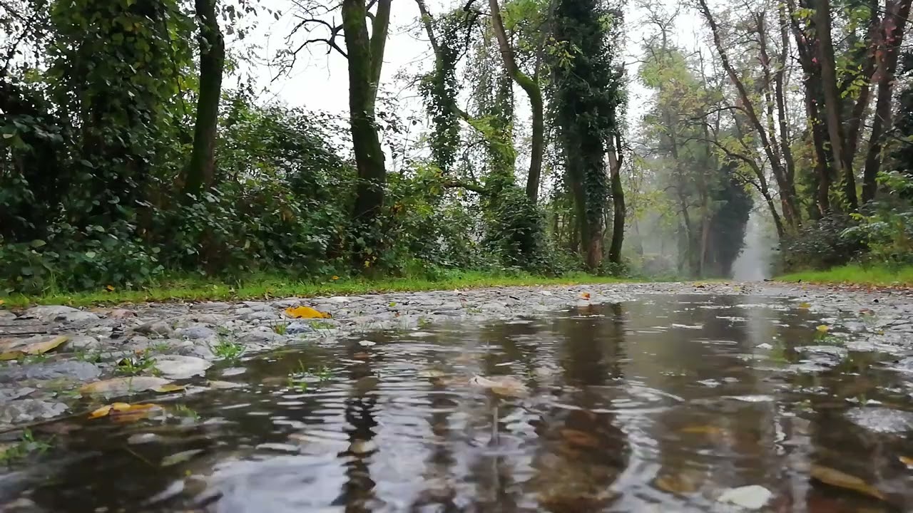 Tingly Rain With Beautiful nature which will refresh your mind and make You Feel relaxed
