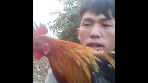 Cuab tau qaib qus zoo nkauj kawg li