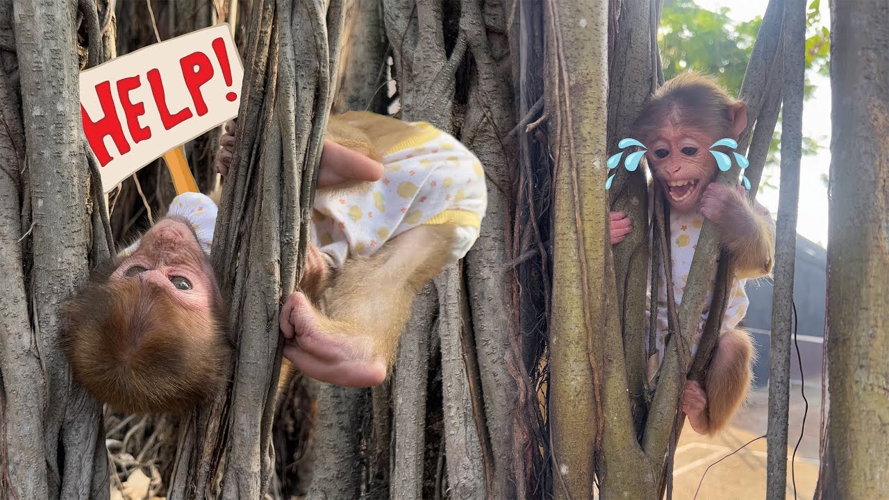 Lucky and Sunny Are in Danger After Getting Stuck in Tree Roots!