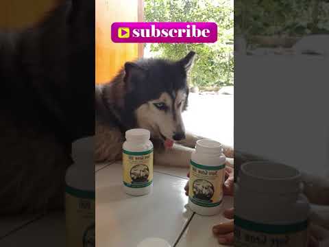 Video: Vil d-vitamin skade en hund?
