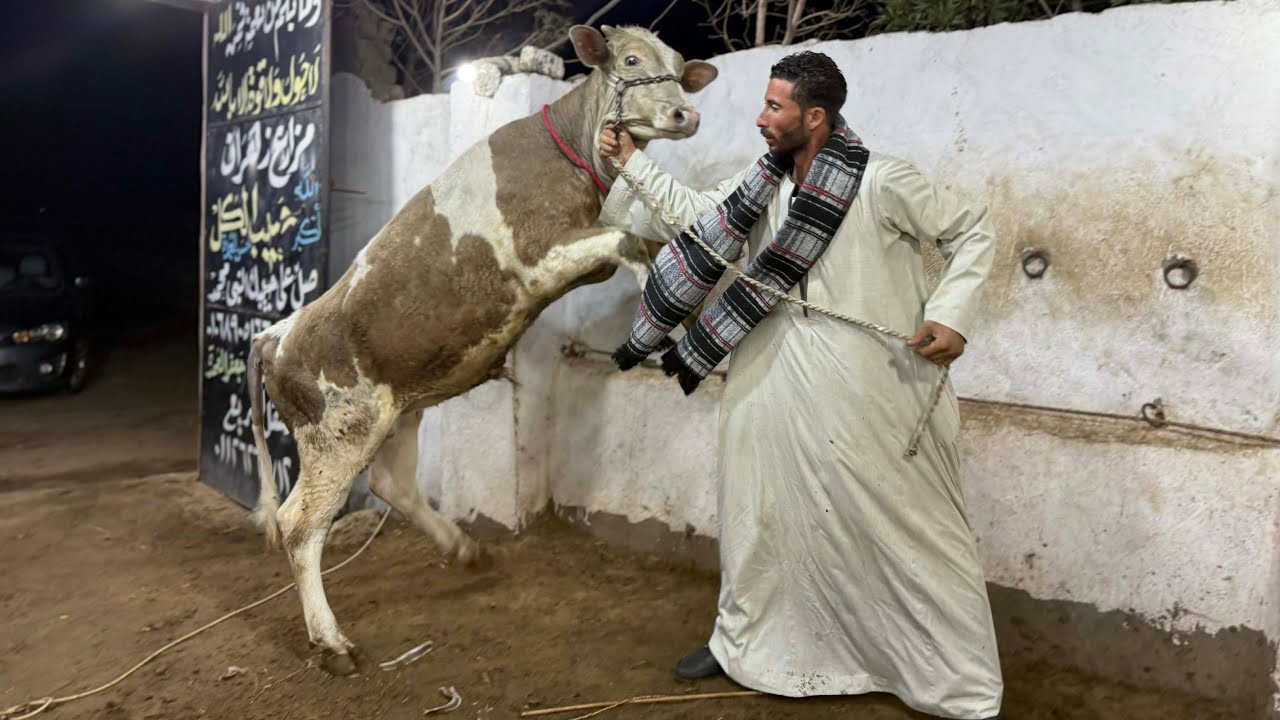 سلالات التحويل العالي أبطال التسمين بمزرعة حبيبي الكل اعلي معدل تحويل اعلي سلالات في العجول البقر