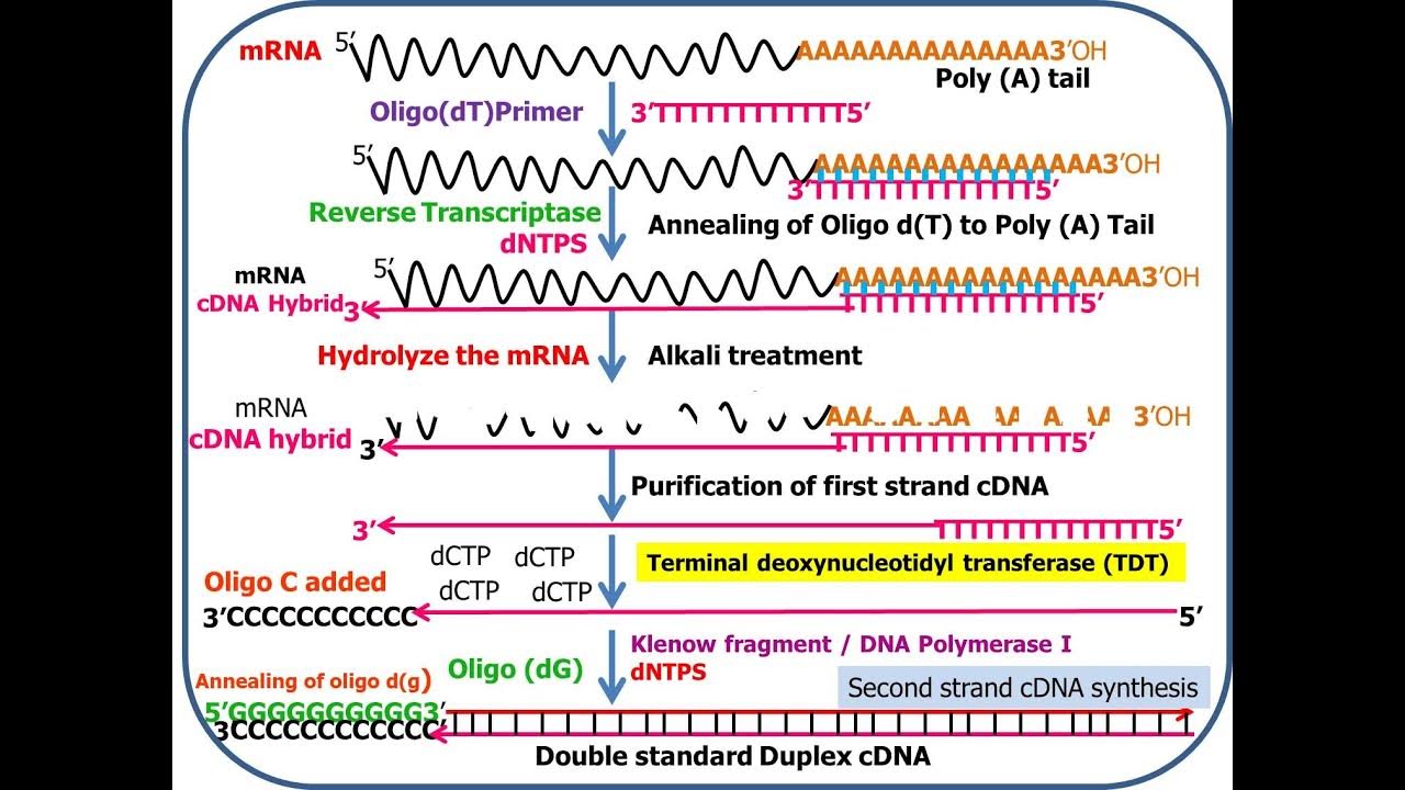cdna-synthesis-youtube