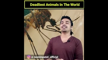 Deadliest Animals के List में दूसरे नंबर वाले को देख कर चौक जाओगे #shorts / Jasmin Patel