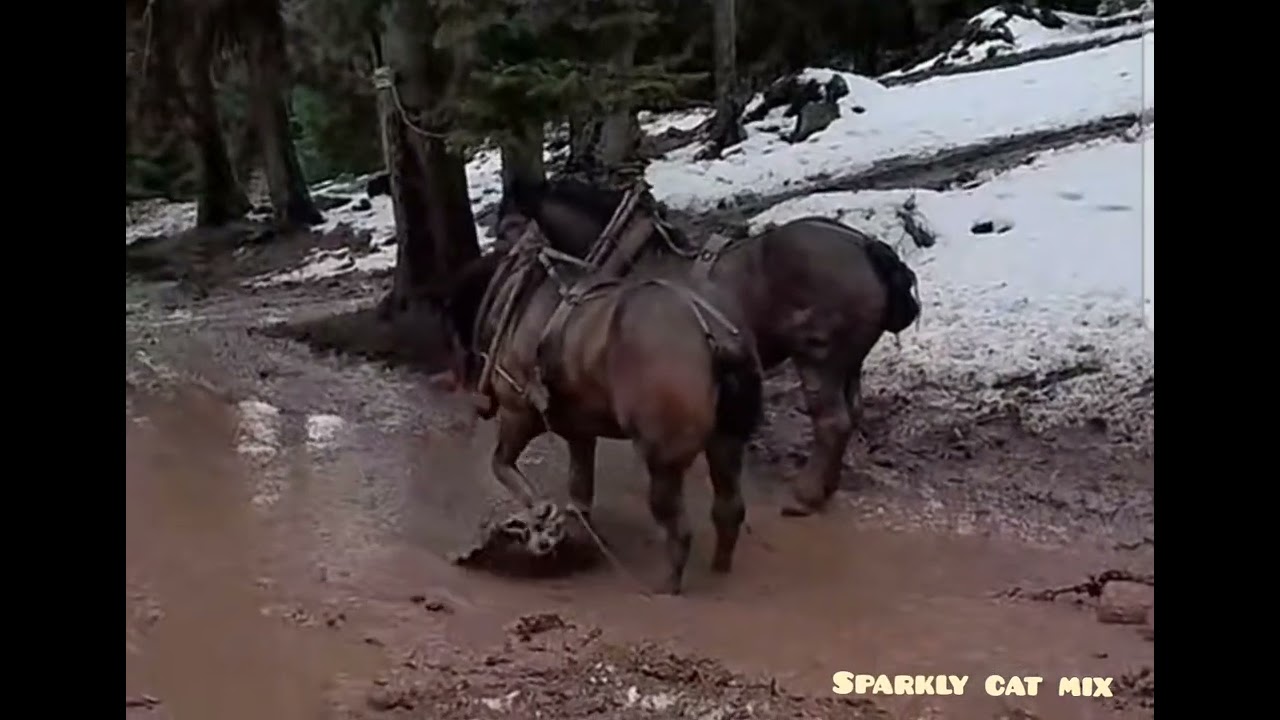 Horses 🐎 mud