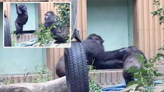 Even though his mother Genki stopped him, he hit the door with his body. Kintaro. Date taken2024.5.6 by きょうのゴリラ Gorilla today 3,394 views 7 days ago 22 minutes