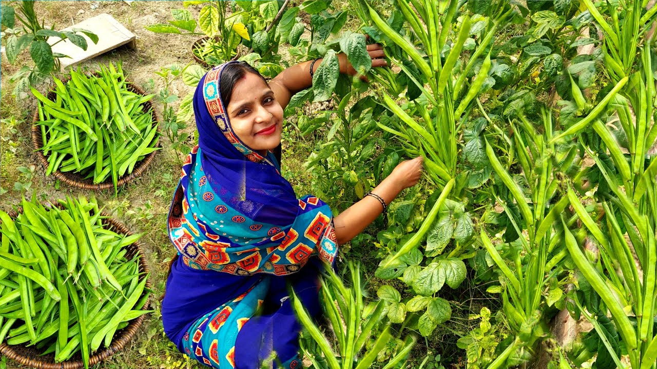 भोर के कोहरे में ग्वार की ताजी फली को तोड़कर बनाया हमने ऐसी रेसिपी जिसे देखकर मुह में पानी आजायेगा