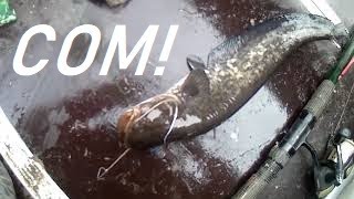 64 Сняли Сома И Щуку С Ночных Жерлиц//Russia Volga  Fishing Pike