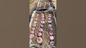 growing onions at home #shorts #viral #youtubeshorts #shortsvideo #shortsfeed #reels