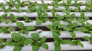 Pakchoy Mulus Tanpa Serangan Hama Ulat di Kebun ASA Farm Jogja