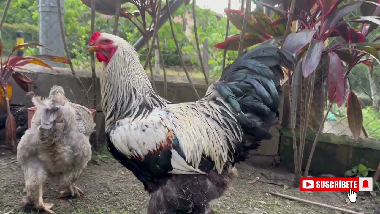 Brahma Bso y Brahma Splash Bso